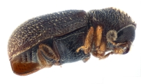 Ernoporicus spessivtzevi 13713