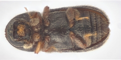 Ernoporicus spessivtzevi 13713