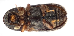 Ernoporicus spessivtzevi 13713