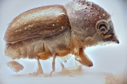Ernoporus antennarius 14912