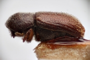 Scolytogenes jalapae 14942