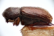 Scolytogenes jalapae 14942