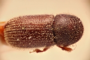 Scolytogenes jalapae 14942