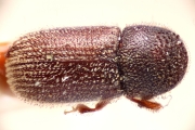 Scolytogenes jalapae 14942