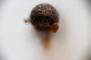 Scolytogenes jalapae 14942
