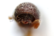 Scolytogenes jalapae 14942