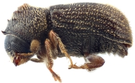 Ernoporus tiliae 12224
