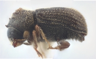Ernoporus tiliae 12224
