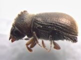 Ernoporus tiliae 13553