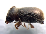 Ernoporus tiliae 13553