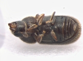 Ernoporus tiliae 13553