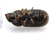Ernoporus tiliae 13553