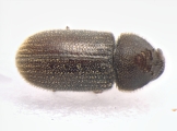 Ernoporus tiliae 13553