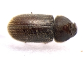 Ernoporus tiliae 13553