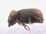 Ernoporus tiliae 13648