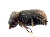 Ernoporus tiliae 13648