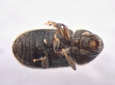 Ernoporus tiliae 13648