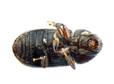 Ernoporus tiliae 13648