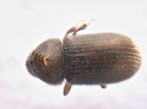 Ernoporus tiliae 13648
