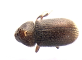 Ernoporus tiliae 13648