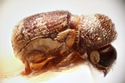 Ernoporus concentralis 14943
