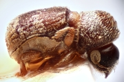 Ernoporus concentralis 14943