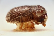 Cosmoderes madagascariensis 14944