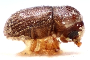 Cosmoderes madagascariensis 14944