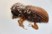 Ernoporus thailandicus 14945