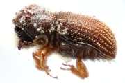 Ernoporus thailandicus 14945