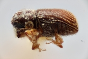 Ernoporus thailandicus 14945