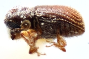 Ernoporus thailandicus 14945
