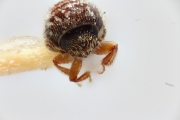 Ernoporus thailandicus 14945