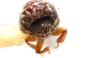 Ernoporus thailandicus 14945