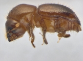 Euwallacea fornicatus 14153