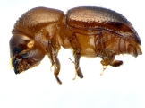 Euwallacea fornicatus 14153