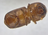 Euwallacea fornicatus 14153