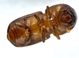 Euwallacea fornicatus 14153