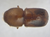 Euwallacea fornicatus 14153
