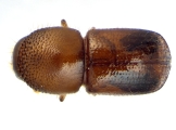 Euwallacea fornicatus 14153