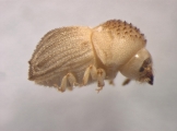Glostatus sp 13590