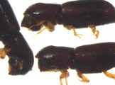 Gnathotrichus materiarius 13572
