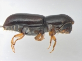 Gnathotrichus materiarius 13572