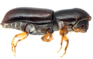 Gnathotrichus materiarius 13572