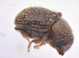 Hapalogenius pusillus 13697