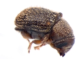 Hapalogenius pusillus 13697