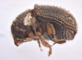 Hapalogenius pusillus 13697