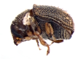 Hapalogenius pusillus 13697