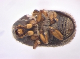 Hapalogenius pusillus 13697