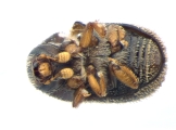 Hapalogenius pusillus 13697